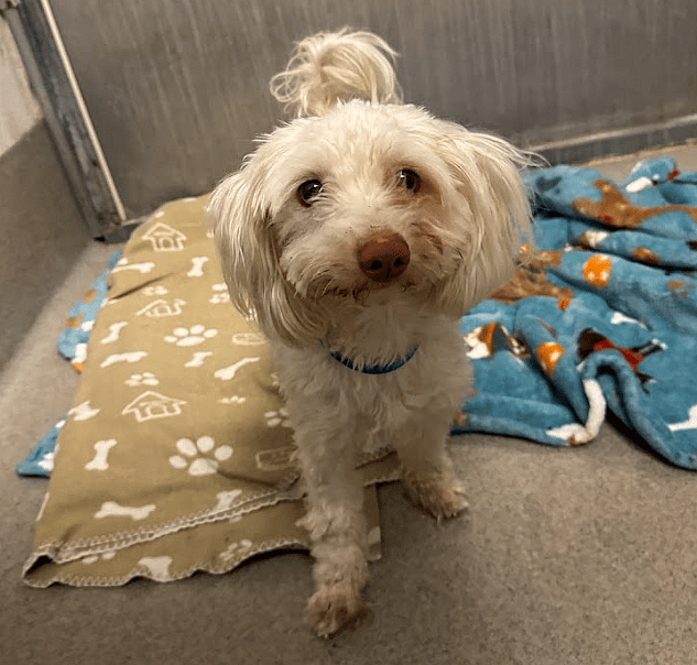 Sitting with dogs 73